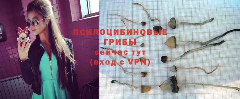 Галлюциногенные грибы Psilocybe  сколько стоит  Княгинино 